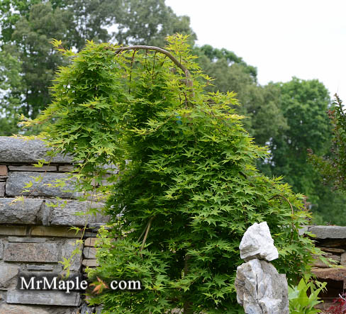 Buy Ryusen Japanese Maple Trees